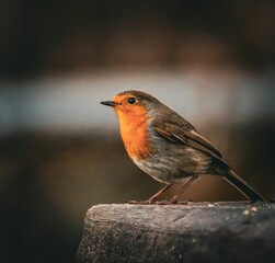 European Robin Perched on Wood