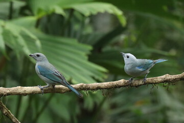 Pájaros azules © Wero Layseca