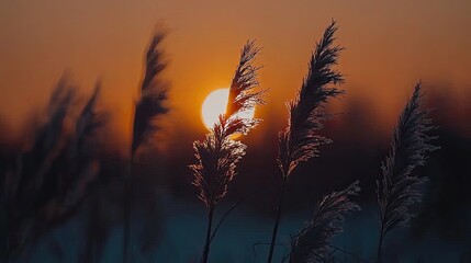Obraz premium Sunset over a tranquil landscape with silhouetted grass, creating a serene atmosphere