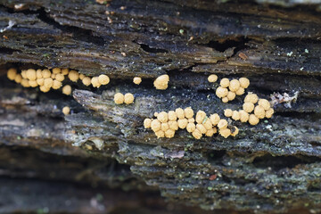 Hemitrichia abietina, also called Trichia abietina, slime mold from Finland, no common English name