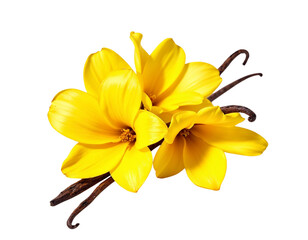 yellow flower isolated on white