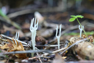 Ramariopsis flavescens, coral fungus from Finland, no common English name