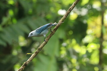 P&aacute;jaro azul Costa Rica 