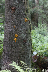 Pycnoporellus fulgens, an orange bracket fungus growing on birch in Finland, no common english name