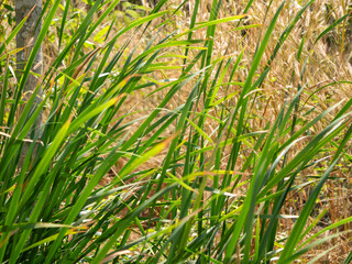 Lush green grass and dry stalks contrast natural field nature outdoor close-up seasonal changes
