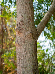Eucalyptus tree close-up forest area nature calm atmosphere natural setting plant life