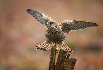 Common kestrel bird ( Falco tinnunculus )
