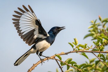 Fototapeta premium Oriental magpie robin perched on a branch with its wings spread wide, bird, oriental magpie robin, blue sky, nature, perch