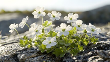 Delicate White Alpine Flowers Blooming on Rocky Terrain in Sunlight