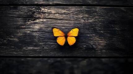 Vibrant Orange Butterfly on Dark Rustic Wooden Background