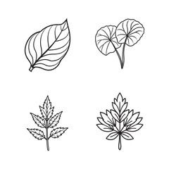 Set of Boldo, Gotu kola, Mugwort,Rue leaves on a white background.