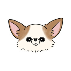 ロングコートチワワの顔(ホワイトブラウン)