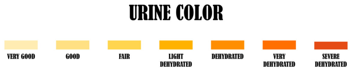 Urine color chart. Pee hydration and dehydration test strip. Urine color chart hydration dehydration health monitoring gradient scale. Urine color chart hydration levels dehydration guide health.