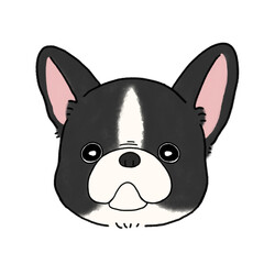 フレンチブルドッグの顔(パイド)