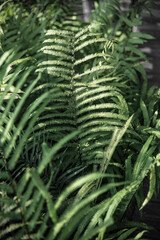 Beautiful ferns leaves green foliage natural floral fern background in sunlight. Bright green fern leaves as background. Selective focus