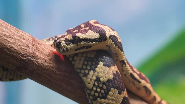 close up of cuban boa constrictor, large boa constrictor in terrarium behind glass