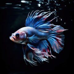 the AI Image Generator, Beautiful Blue Betta Fish Showcasing Graceful Fins