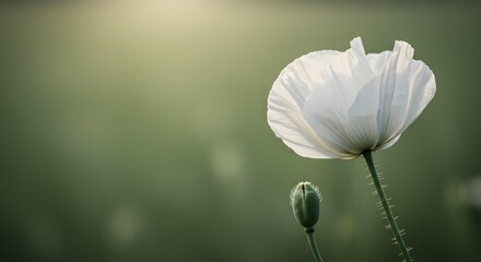 Fototapeta premium Elegant White Poppy Flower Macro With Blurred Green Nature Background
