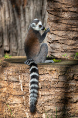 Lémurien assis sur une souche