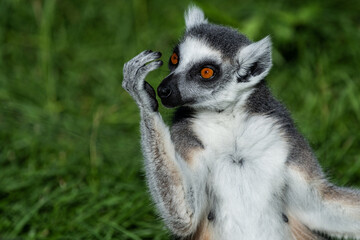 Fototapeta premium Lémurien ayant une posture amusante