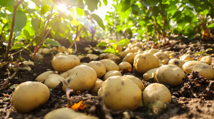 A bunch of potatoes are in the dirt.