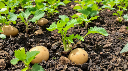 A potato plant grows in the ground.