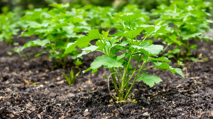 A potato plant grows in the ground.