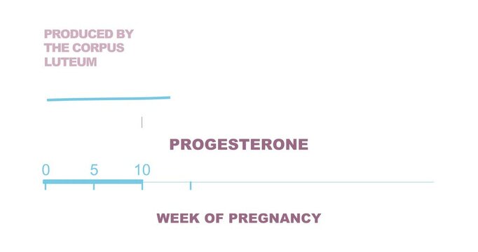 A graph showing changes in hormone progesterone levels during pregnancy. Animated time line