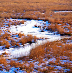 釧路湿原（鶴居村コッタロ）