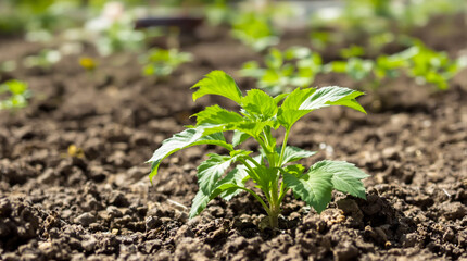 A potato plant grows in the ground.