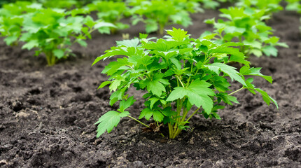 A potato plant grows in the ground.