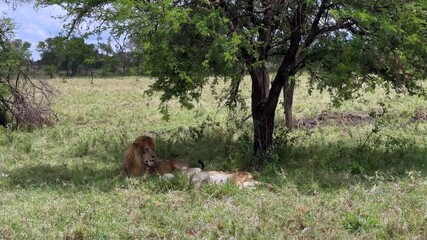 Pair of Maasai Lions (Panthera leo massaicus) resting between acts of copulation in Serengeti National Park, Tanzania.