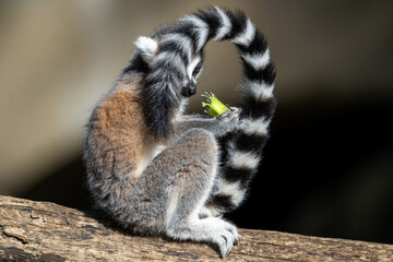Lémurien en train de manger 