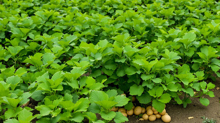 A potato plant grows in the ground.