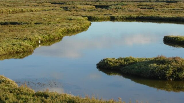 a heron in the park.  Natural Site Marshes of the Piedras River and Flecha de El Rompido. video at 4k and 50fps. Andalusia. Spain