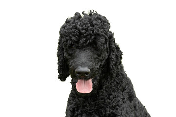 the head of a happy black standard poodle dog with his tongue sticking out isolated on a transparent png background