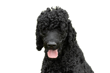 the head of a happy black standard poodle dog with his tongue sticking out isolated on a transparent png background