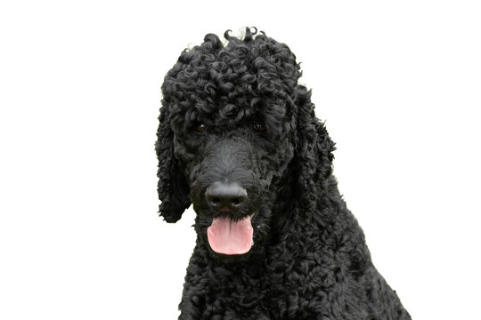the head of a happy black standard poodle dog with his tongue sticking out isolated on a transparent png background