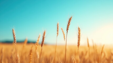 Fototapeta premium A serene field of golden wheat sways gently under a clear blue sky, capturing the essence of nature's beauty and tranquility.