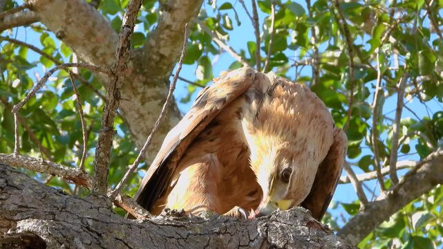 A majestic Tawny Eagle perches in a tree while it uses its strong beak to rip meat off its prey