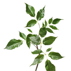 Fototapeta premium Vibrant Green Leaves Branch Isolated on Black Background