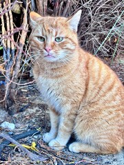 Obraz premium a red sad cat sits in the garden