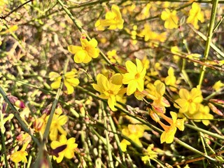 yellow flowers of jasminum nudiflorum