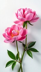 Fototapeta premium Peony flowers in full bloom on a white background with slight warmth, blossom, nature