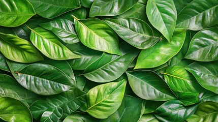 Lush vibrant green leaves overlapping each other in a dense pattern