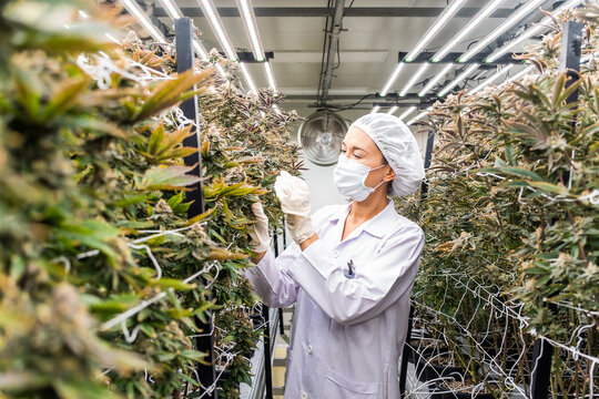 Scientist inspects cannabis plants in a high-tech indoor farm under LED lights. Sustainable cultivation, medical marijuana research, and green technology in modern agriculture and biotechnology.