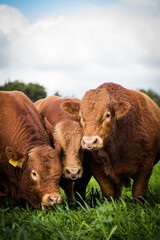 Fototapeta premium Close-up of a Limousin bull standing in a green pasture, showcasing its muscular build and reddish-brown coat under a partly cloudy sky.