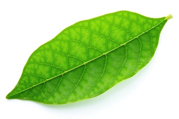 Obraz premium Single peanut leaf isolated against white background, single, nature