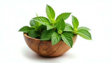 lemon balm placed in a rustic wooden bowl, isolated on a pure white background with a precise clipping path