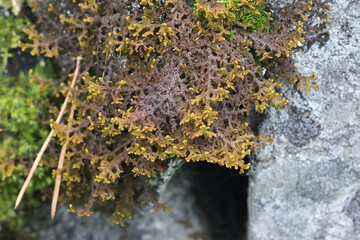 Ptilidium ciliare, commonly known as ciliated fringewort or northern naugehyde liverwort